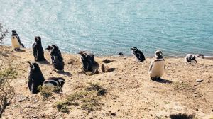 Petite colonie de manchots de Magellan - Péninsule Valdes - Argentine