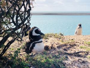 Moi je sors pas, fait trop froid aujourd'hui ! - Péninsule Valdes - Argentine