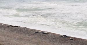 Lions de mer - Peninsule Valdes - Argentine
