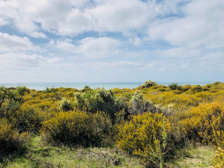 Flore Patagonienne - Peninsule Valdes - Argentine