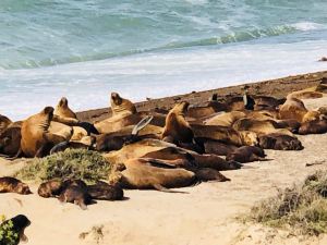 Colonie d'éléphants de mer - Peninsule Valdes - Argentine
