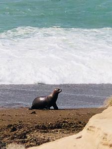 Petit lion de mer - Peninsule Valdes - Argentine