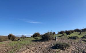 Chez les manchots ça ressemble à Hobbiton - Punta Tombo - Argentine
