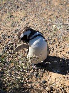 T'es sûr que je sens pas la transpiration ? - Punta Tombo - Argentine