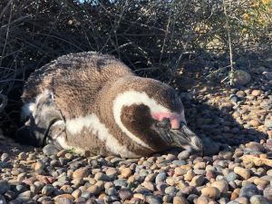 Siesta au soleil ! - Punta Tombo - Argentine