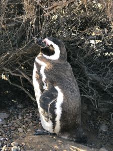 No photo please - Punta Tombo - Argentine