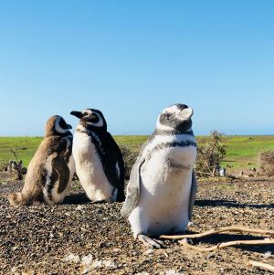 Manchots - Punta Tombo - Argentine