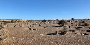 Des manchots à perte de vue ! - Punta Tombo - Argentine