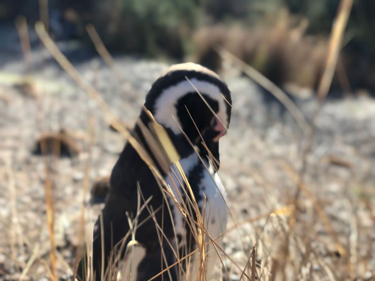 Joli petit manchot - Punta Tombo - Argentine