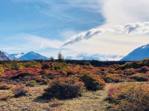 Flore de Patagonie - treck du Fitz Roy - El Chaltén - Argentine