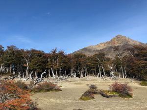 Etranges arbres - Treck du Fitz Roy - El Chaltén - Argentine