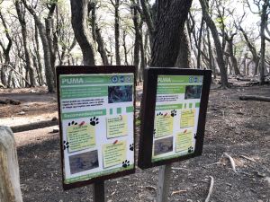 Y'a des pumas par ici !! - Treck du Fitz Roy - El Chaltén - Argentine