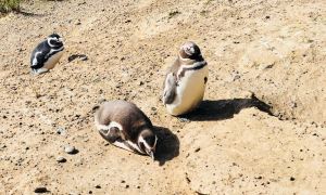 Adorables manchots - Péninsule Valdes - Argentine