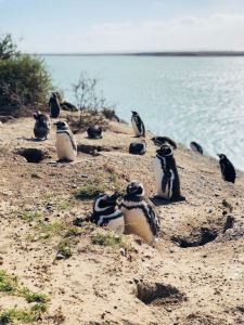 Nid de manchots - Péninsule Valdes - Argentine