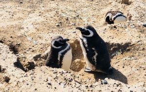 Salut voisin ! - Nid de manchots - Péninsule Valdes - Argentine