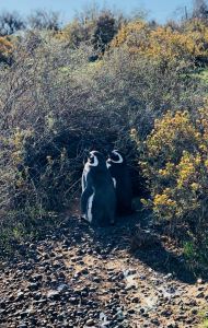 Viens Gérard, on s'en va ! - Punta Tombo - Argentine