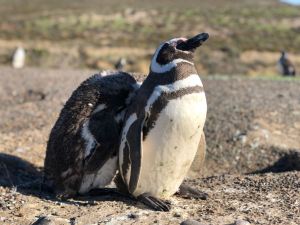 T'arrêtes de me pousser ?? - Punta Tombo - Argentine