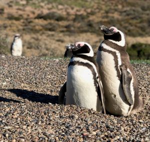 Joli petit couple - Punta Tombo - Argentine