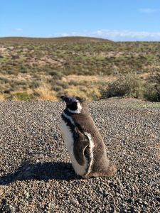 Profil de manchot "J'suis bien là pour Insta ?" - Punta Tombo - Argentine