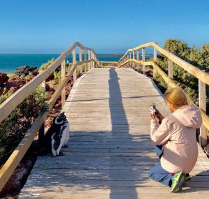 Vous vous êtes trop mignons ! - Punta Tombo - Argentine