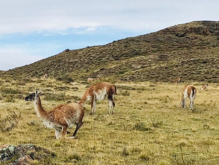 Guanacos - Torres del Paine - Patagonie - Chili