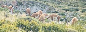 Allez les gars, soyez sympas, levez la tête ! - Guanacos - Torres del Paine - Patagonie - Chili