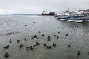 Cormorans dans le port d'Ushuaïa - Terre de Feu - Argentine