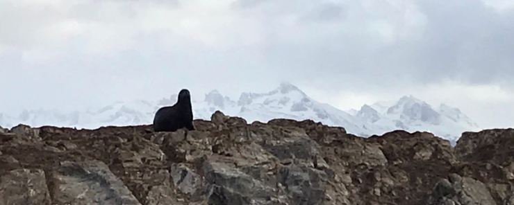 Lion de mer - Isla de los lobos - Canal de Beagle - Terre de Feu - Argentine