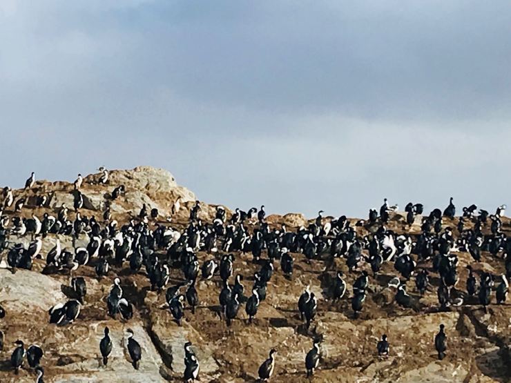Cormorans royaux - Isla de los Pajaros - Canal de Beagle - Terre de Feu - Argentine