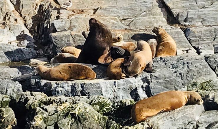 Lions de mer - Isla de los Lobos - Canal de Beagle - Terre de Feu - Argentine