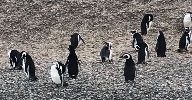 Manchots de Magellan - Isla Martillo - Canal de Beagle - Terre de Feu - Argentine