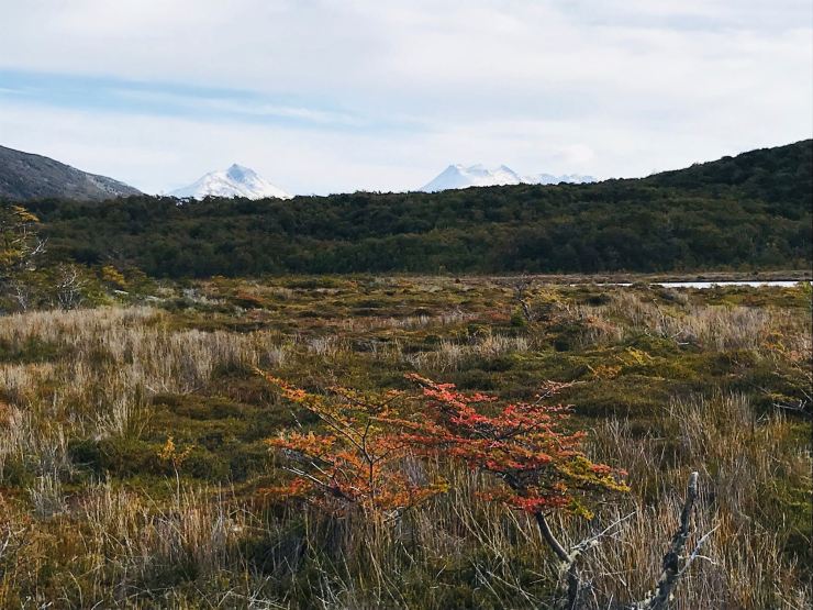 Steppe - Parc National de la Terre de Feu - Argentine