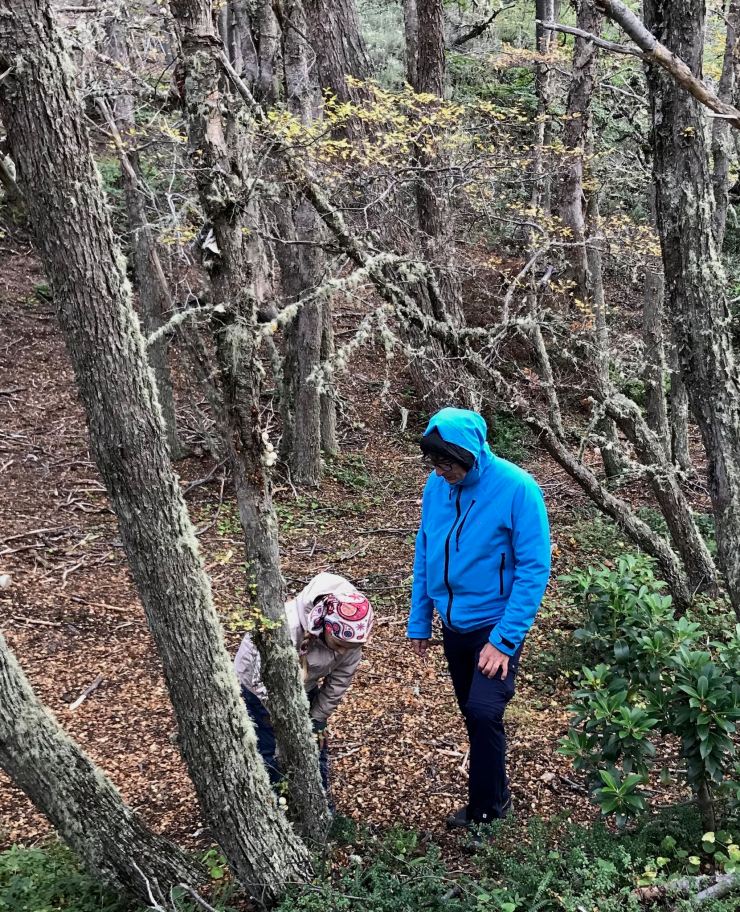 Dans la forêt - Parc National Terre de Feu - Argentine