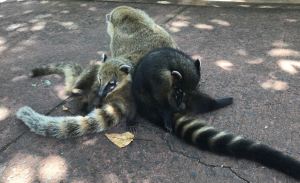 Tas de coatis - Iguazu - Argentine