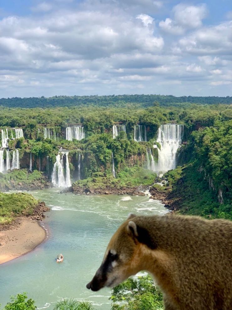 Amphithéâtre des chutes d''Iguazu et coati- Brésil