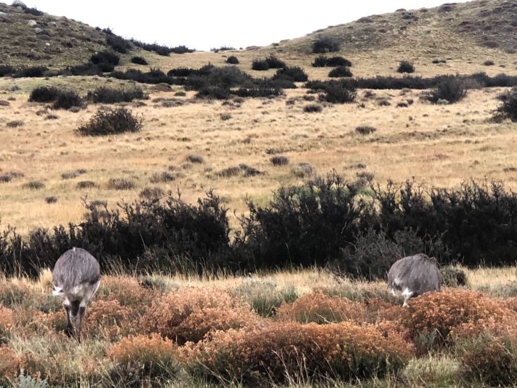 Nandous de Patagonie - Torres del Paine - Chili