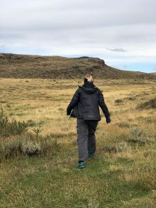 Bougez pas les guanacos, j'arrive ! - Torres del Paine - Patagonie - Chili