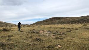 Séquence photo de guanacos - Torres del Paine - Patagonie - Chili