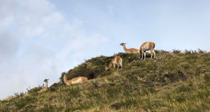 Sous la surveillance des guanacos - Torres del Paine - Patagonie - Chili