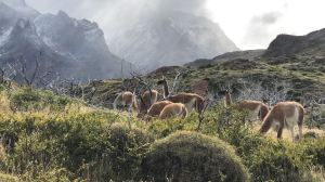 Guanacos - Torres del Paine - Patagonie - Chili