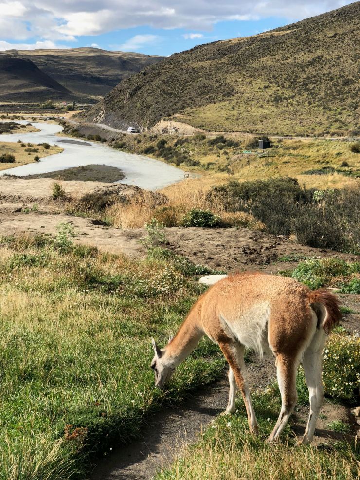 Guanaco - Torres del Paine - Patagonie - Chili