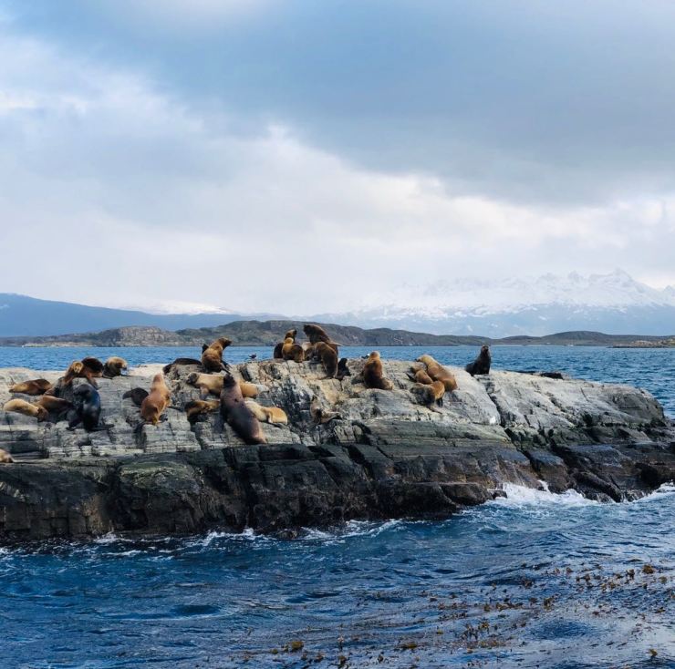 Lions de mer - Isla de los Lobos - Canal de Beagle - Terre de Feu - Argentine