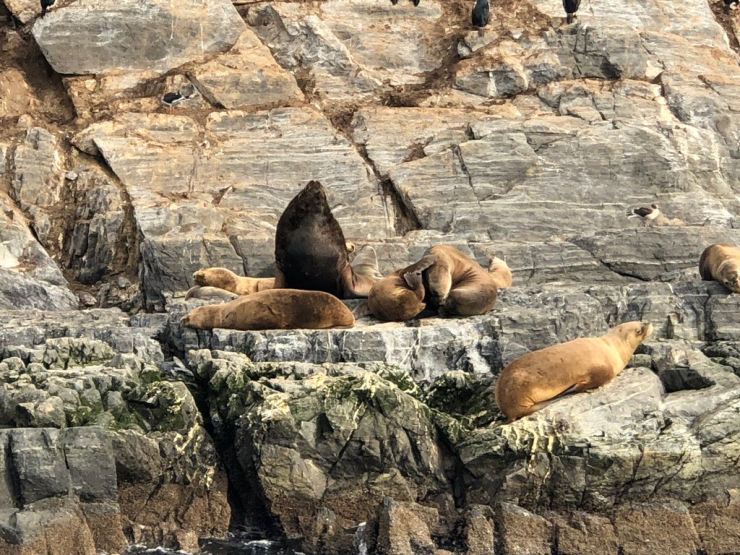 Lions de mer - Isla de los Lobos - Canal de Beagle - Terre de Feu - Argentine