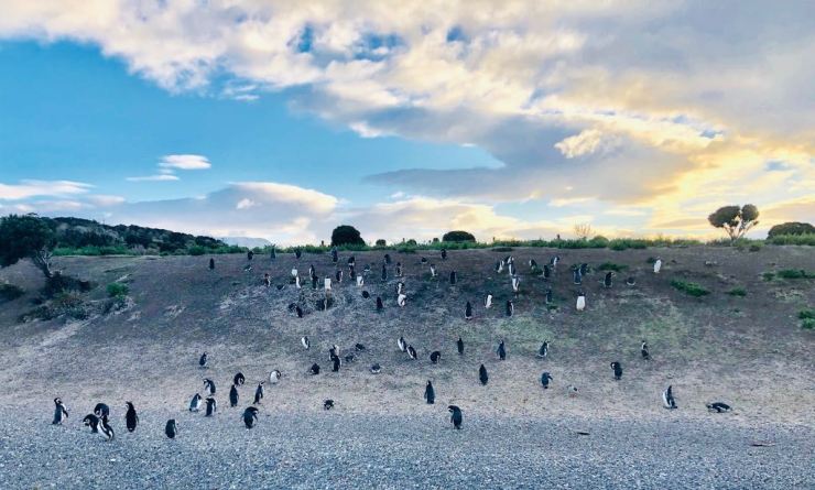 Petits manchots de Magellan - Isla Martillo- Canal de Beagle - Terre de Feu - Argentine