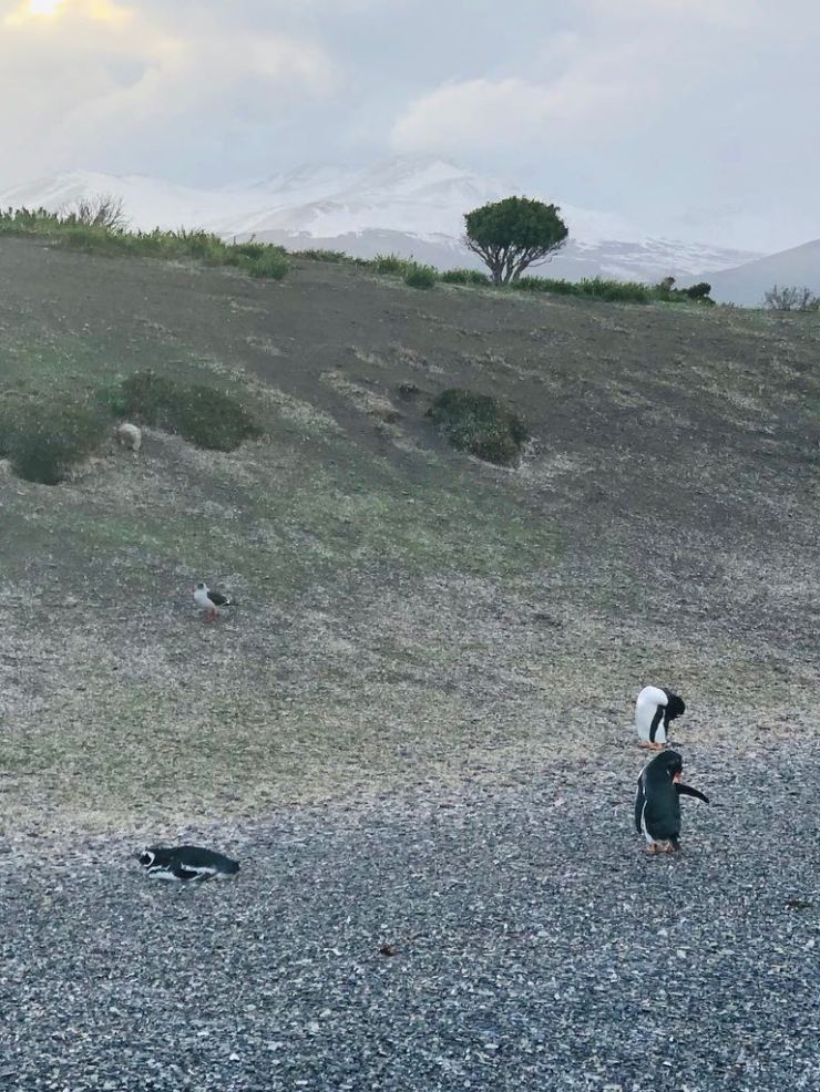 Petits manchots de Magellan - Isla Martillo- Canal de Beagle - Terre de Feu - Argentine