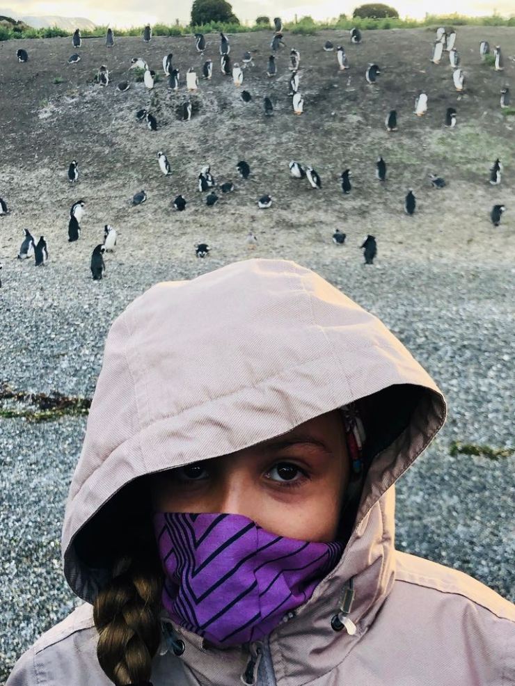Petits manchots de Magellan - Isla Martillo- Canal de Beagle - Terre de Feu - Argentine