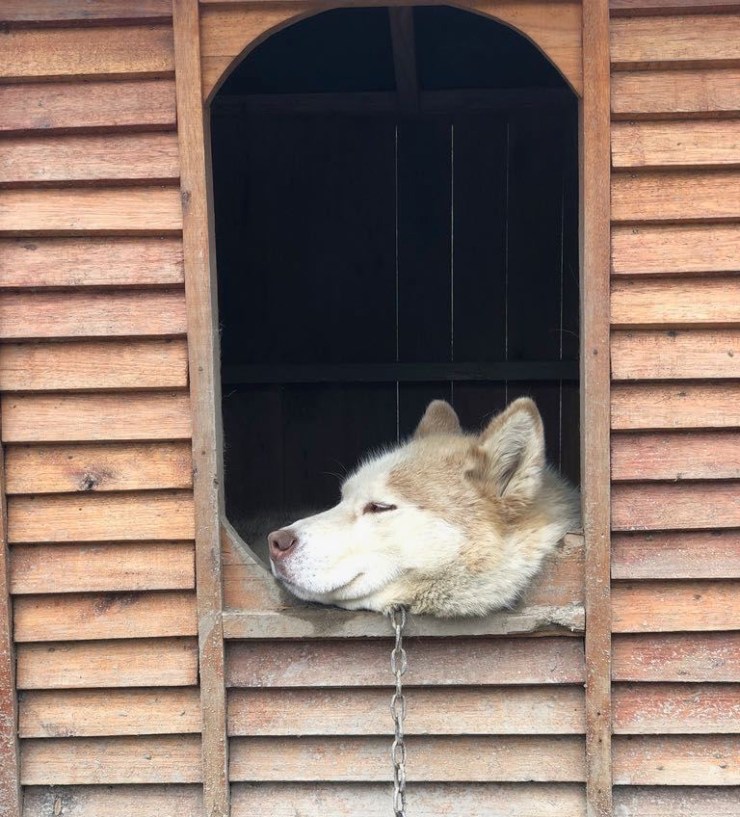 Pacha dans sa niche - Elevage Siberianos de Fuego - Terre de Feu - Argentine