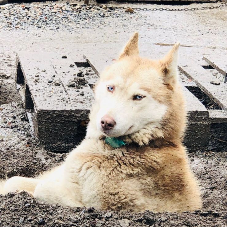 Beaux yeux dans son terrier - Elevage Siberianos de Fuego - Terre de Feu - Argentine