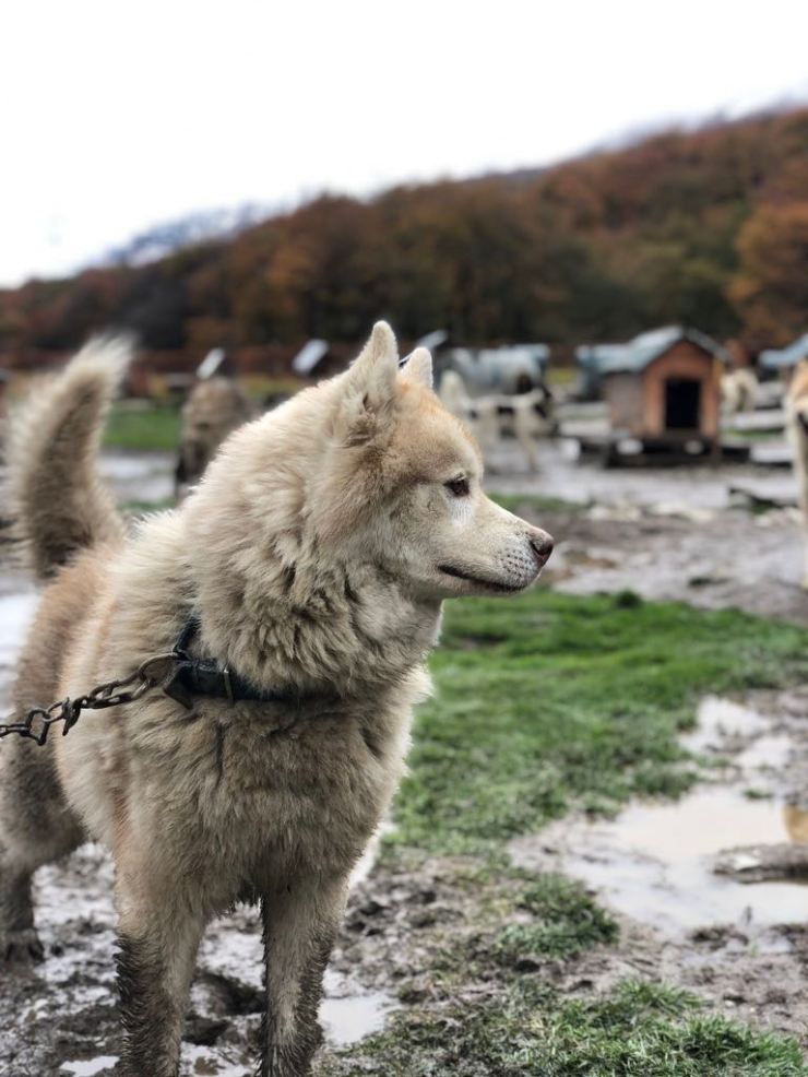 Beau chien- Elevage Siberianos de Fuego - Terre de Feu - Argentine