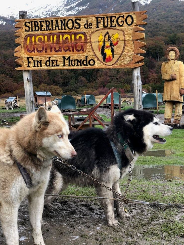 Les chiens sont atelés, et impatients - Elevage Siberianos de Fuego - Terre de Feu - Argentine
